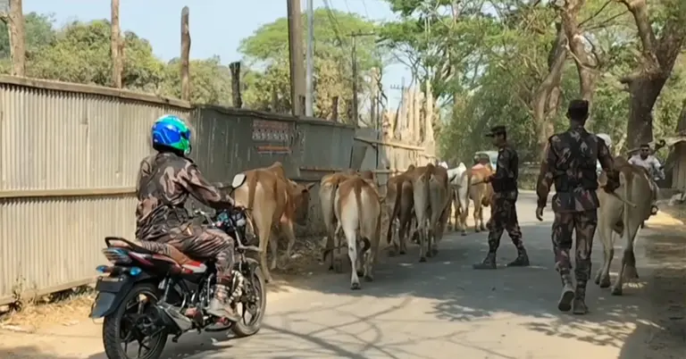 বিজিবির টহল